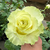 Jutta Rose